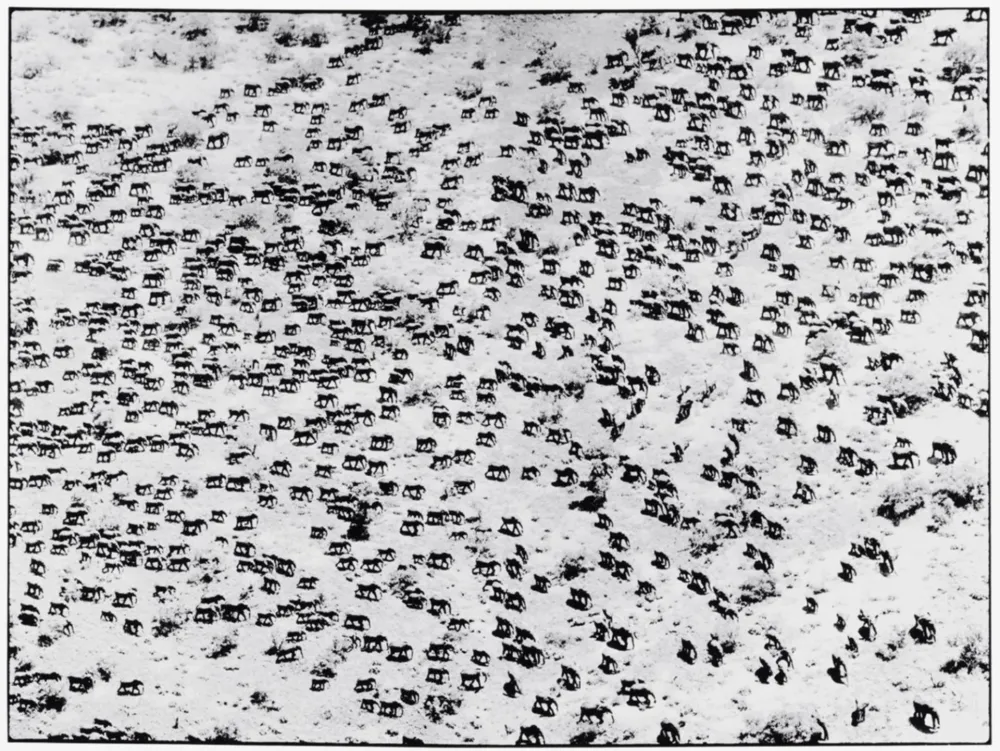 Photographie Beard - 965 Elephants, 