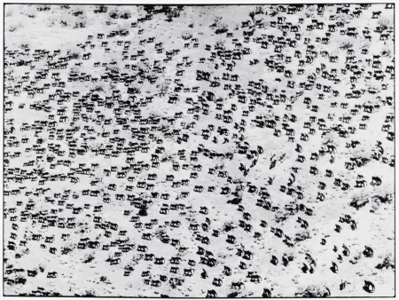 Photographie Beard - 965 Elephants, 