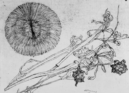 Eau-Forte Biasion - Riccio e fiori