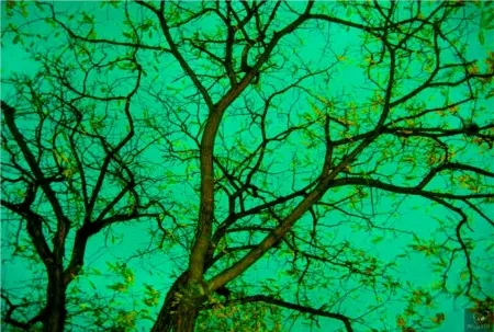 Photographie Bohorquez - Verde