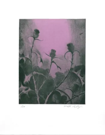 Gravure Bollinger - Dusk Thistle