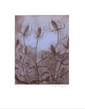 Gravure Bollinger - Spider's Teasel
