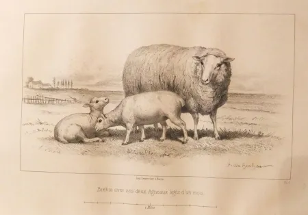 Livre Illustré Bonheur - Considérations sur les bêtes à laine au milieu de XIXe siècle, et notice sur la race de la charmoise