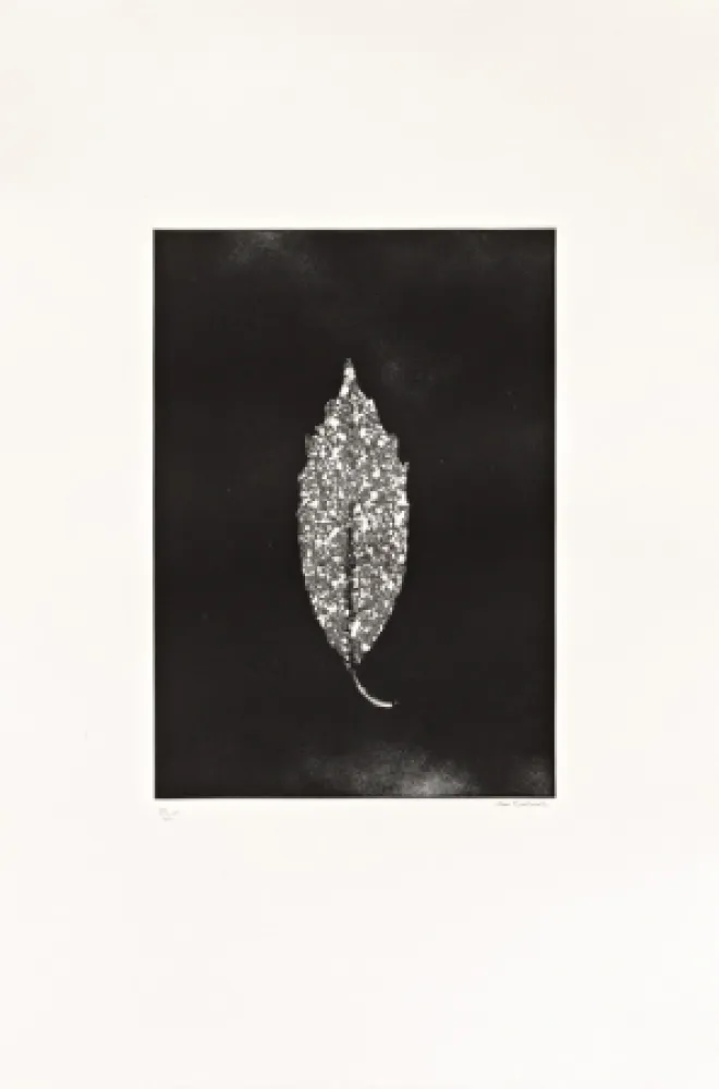 Eau-Forte Couturier - Aucuba