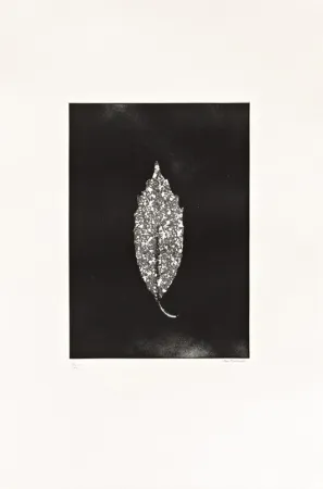 Eau-Forte Couturier - Aucuba