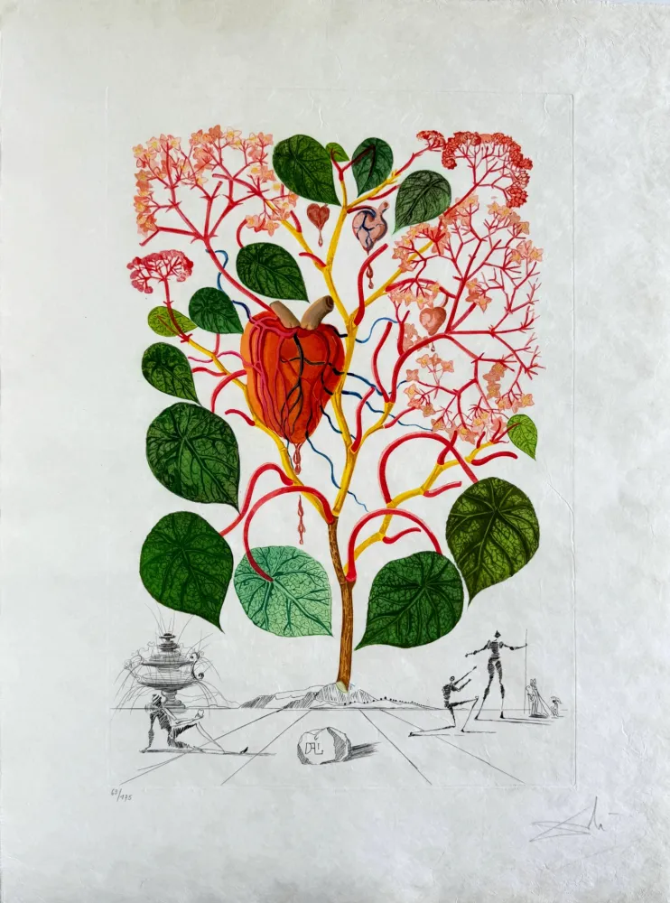 Pointe-Sèche Dali - Begonia (Anacardium recordans)
