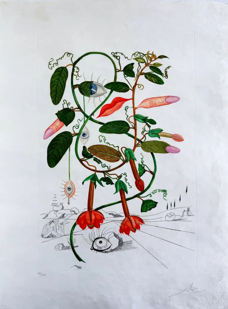 Pointe-Sèche Dali - Cobea (Pisum sensuale) (Cobaea)