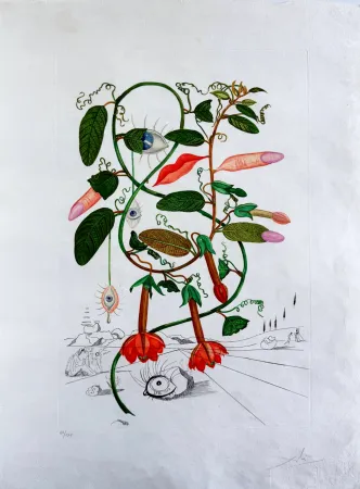 Pointe-Sèche Dali - Cobea (Pisum sensuale) (Cobaea)