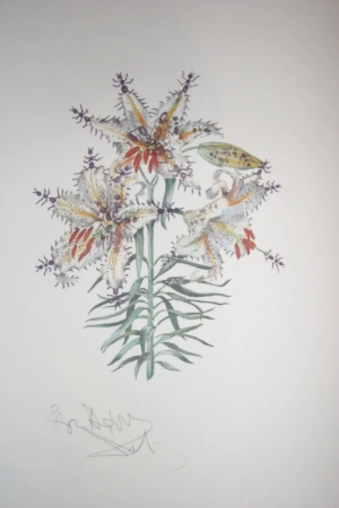 Lithographie Dali - Erotic Lily (surrealistic flowers)