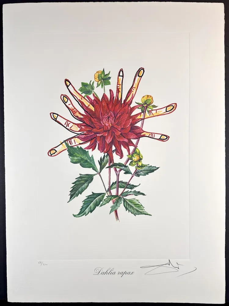 Gravure Dali - Florals Dahlias of Dali