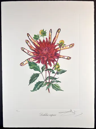 Gravure Dali - Florals Dahlias of Dali