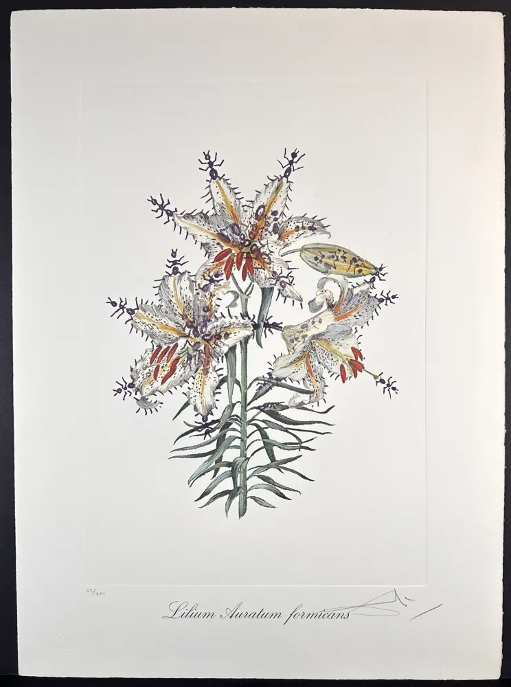 Gravure Dali - Florals Erotic Lily