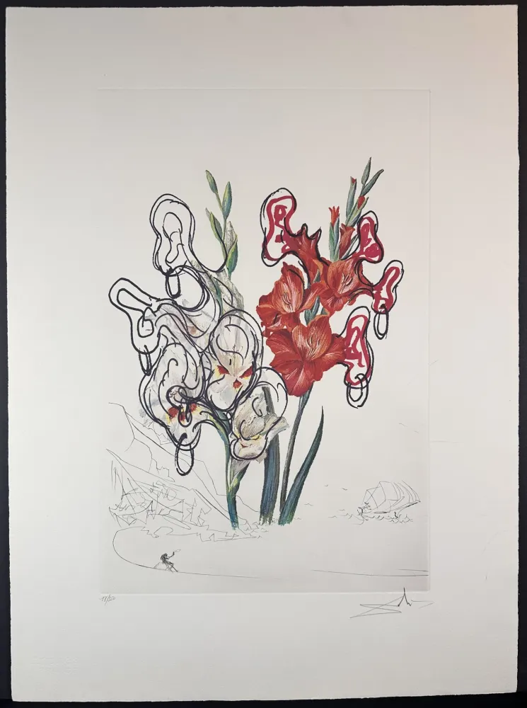 Gravure Dali - Florals Gladiolus Costa Brava