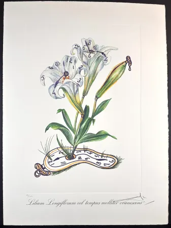 Gravure Dali - Florals Lilies of Time