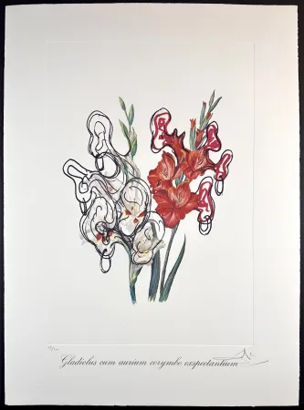 Gravure Dali - Florals Pirate's Gladioli