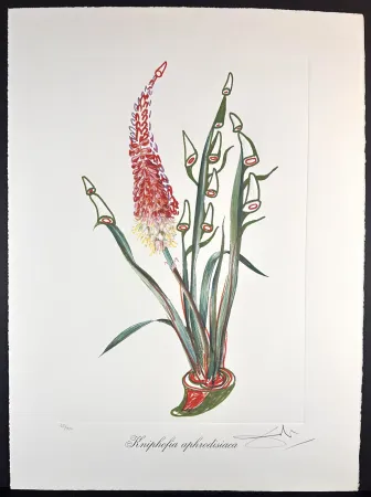 Gravure Dali - Florals Rhinoceros Stock