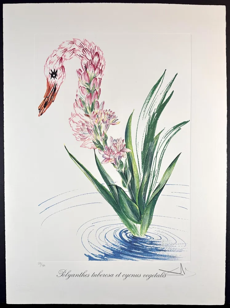 Gravure Dali - Florals Water-Hybiscus Swan
