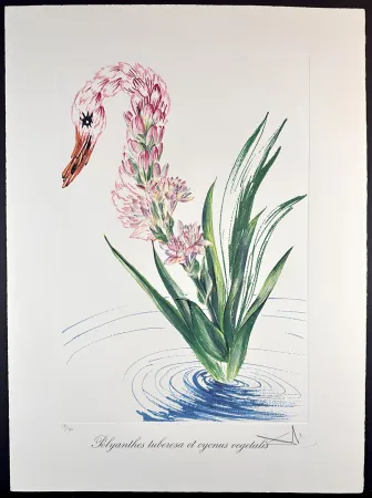 Gravure Dali - Florals Water-Hybiscus Swan