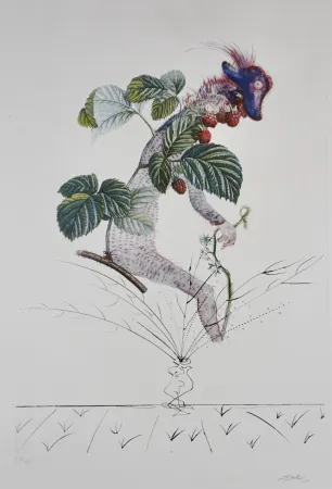 Gravure Dali - FlorDali/Les Fruits Raspberry
