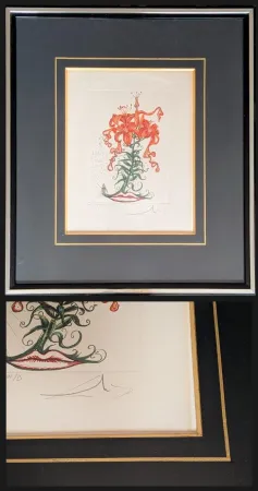 Gravure Dali - Salvador DALI - Tiger Lilies / Lilium Aurancacium et labra barocantia, 1972 - Hand-signed by Dali lower right, 1972