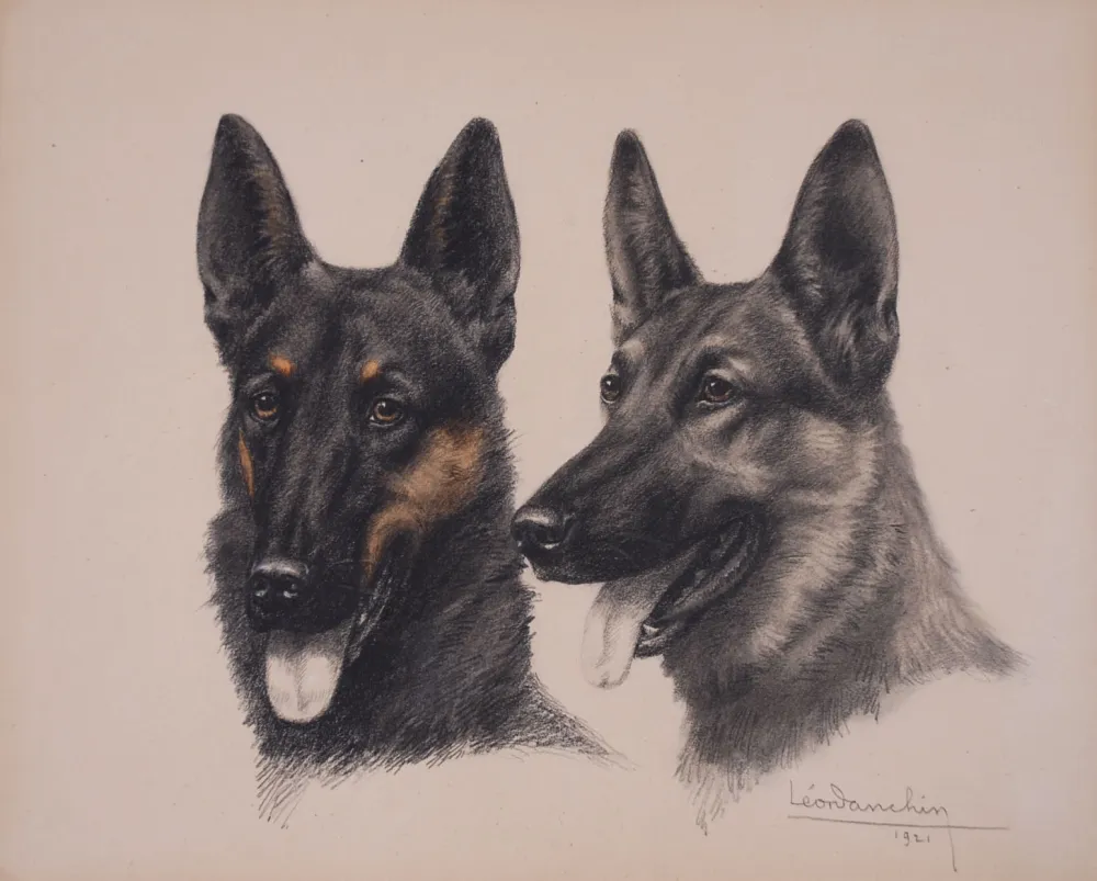 Aucune Technique Danchin - Deux têtes de Berger Belge Malinois - Two Belgian Shepherd Malinois heads