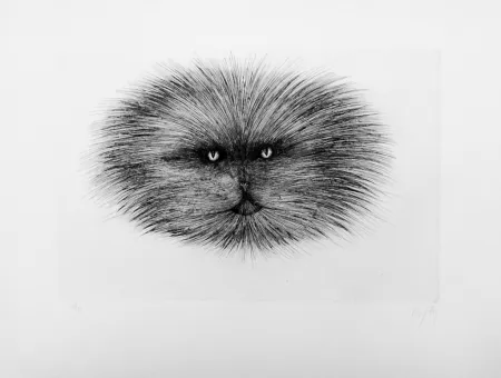 Pointe-Sèche D'ho - Chat gris