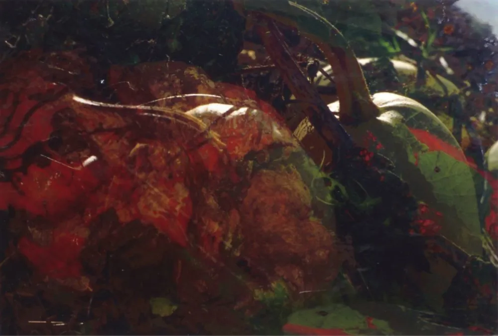 Photographie Fischli - Ohne Titel (FW Funghi 19), 1998. Aus der Serie „Blumen und Pilze“.