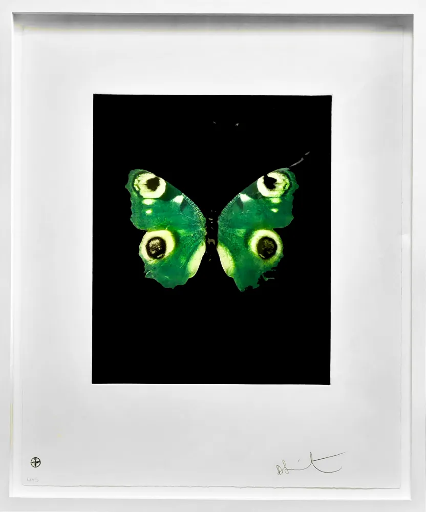 Aucune Technique Hirst -  Fate - from the Butterflies portfolio, 2009 