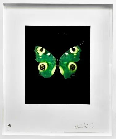 Aucune Technique Hirst -  Fate - from the Butterflies portfolio, 2009 