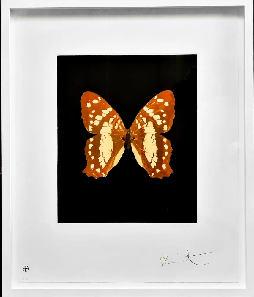 Eau-Forte Et Aquatinte Hirst - Regeneration - from the Butterflies portfolio, 2009 