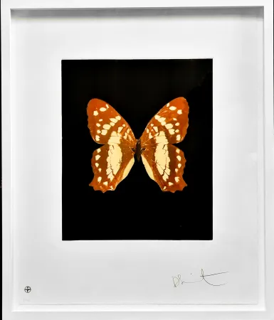 Eau-Forte Et Aquatinte Hirst - Regeneration - from the Butterflies portfolio, 2009 