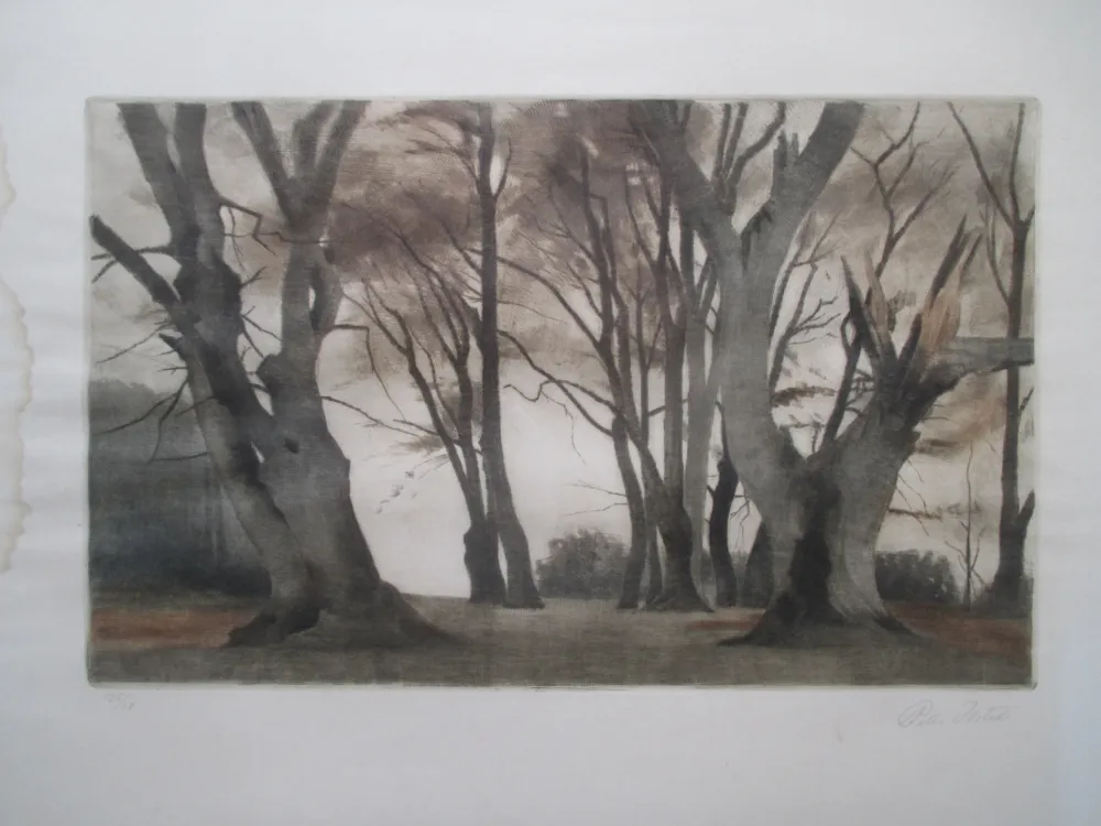 Manière Noire Ilsted - Trees in Ermelunden