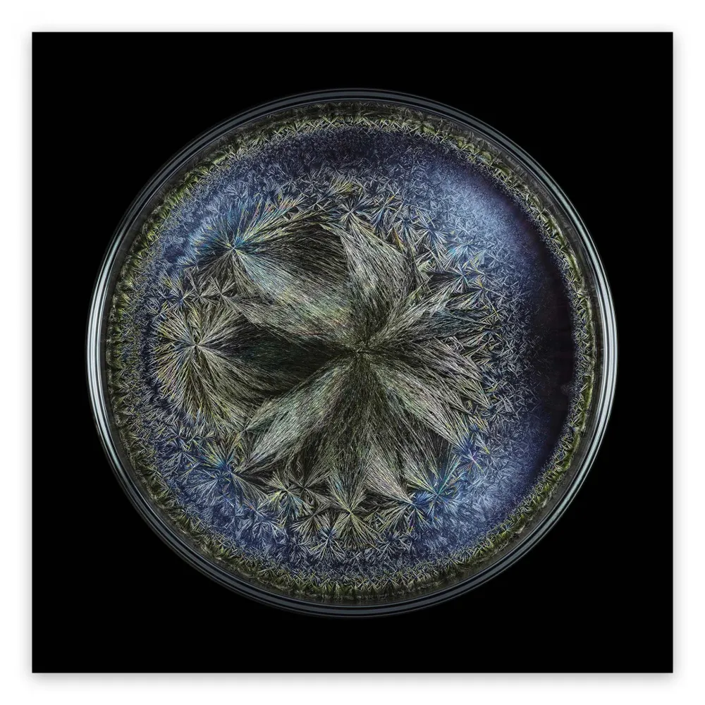 Photographie Janiak - Morphogenetic field - Beluga Caviar