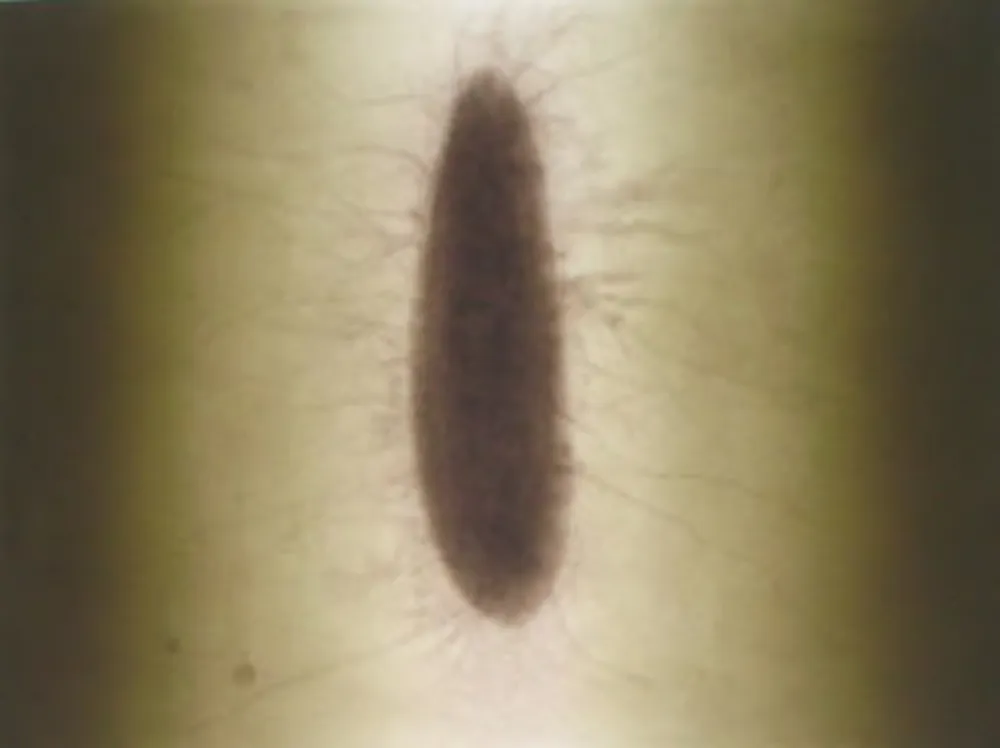 Gravure Kapoor - Untitled 02