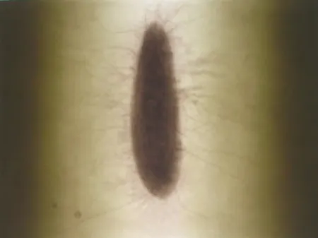 Gravure Kapoor - Untitled 02