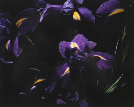 Photographie Lafontaine - L’Iris bleu