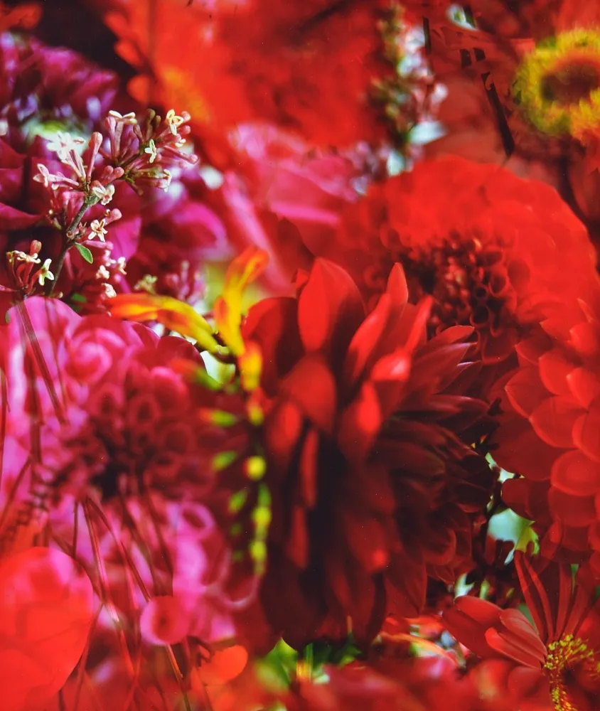 Photographie Lafontaine - Paradise Lost I