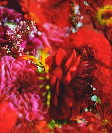 Photographie Lafontaine - Paradise Lost I