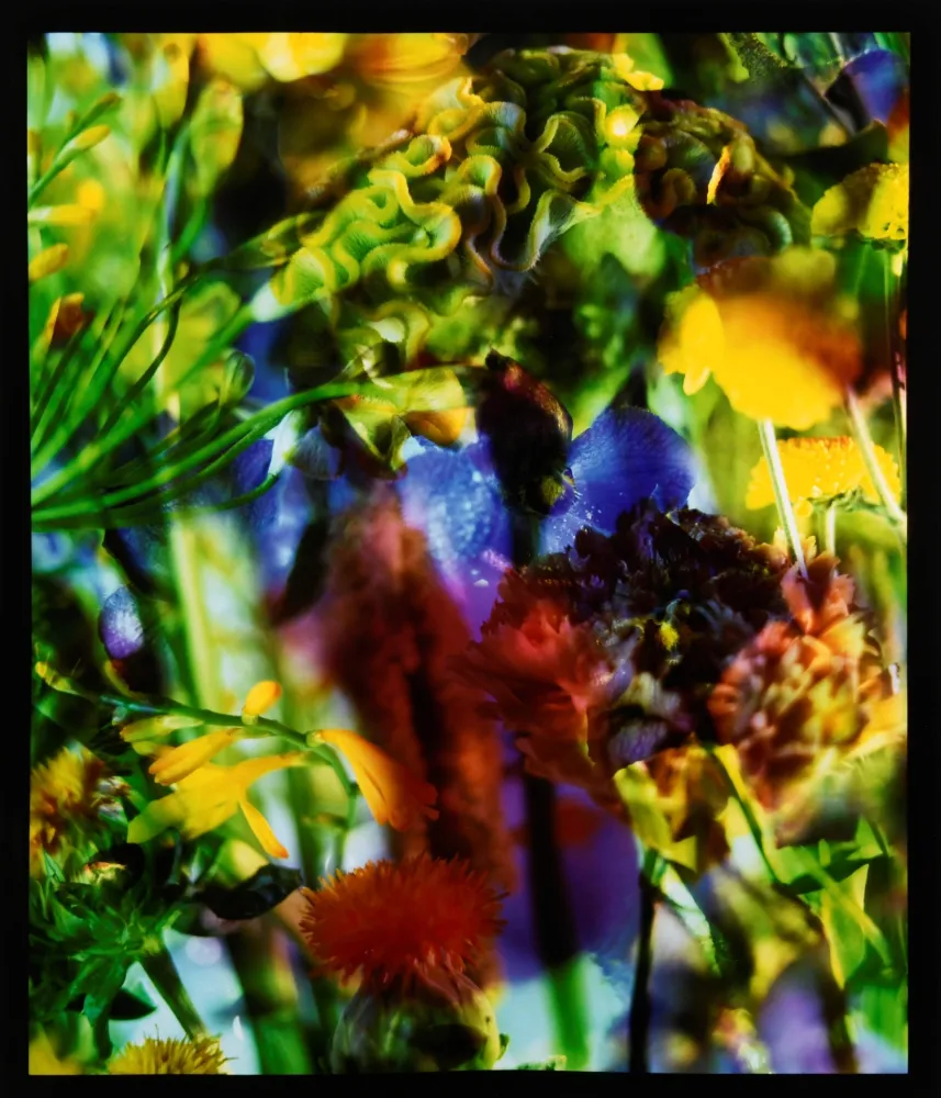 Photographie Lafontaine - Paradise Lost II