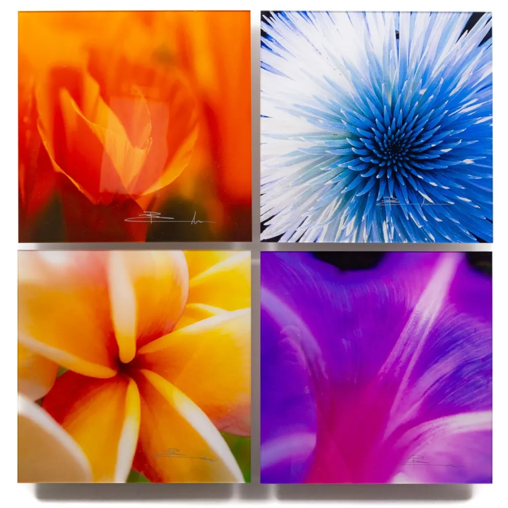 Photographie Lik - Flowers of Paradise