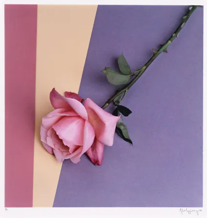 Photographie Mapplethorpe - Rose