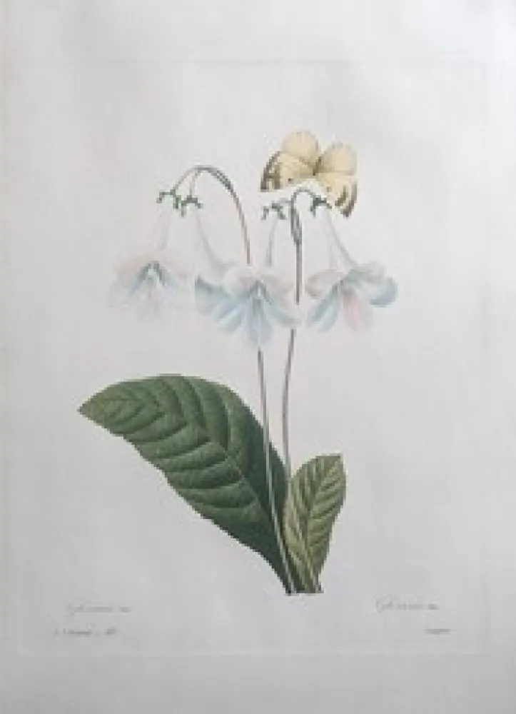 Eau-Forte Redouté - Gloxinie / Gloxinis