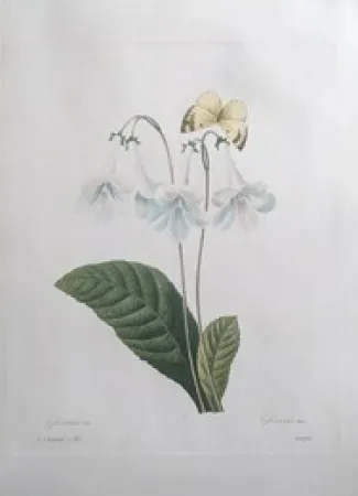 Eau-Forte Redouté - Gloxinie / Gloxinis