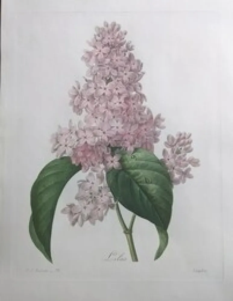 Eau-Forte Redouté - Lilas