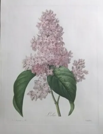 Eau-Forte Redouté - Lilas