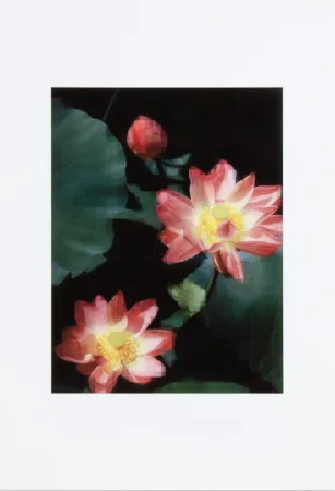 Aucune Technique Ruff - Lotus Flower