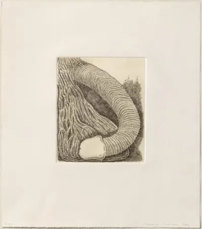 Gravure Siena - Membre