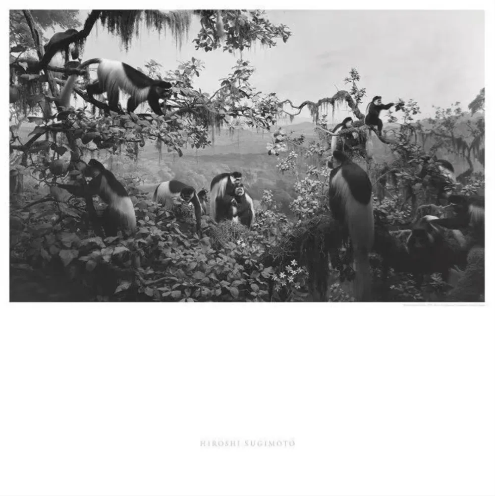 Offset Sugimoto - Abyssinian Colobus