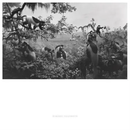 Offset Sugimoto - Abyssinian Colobus