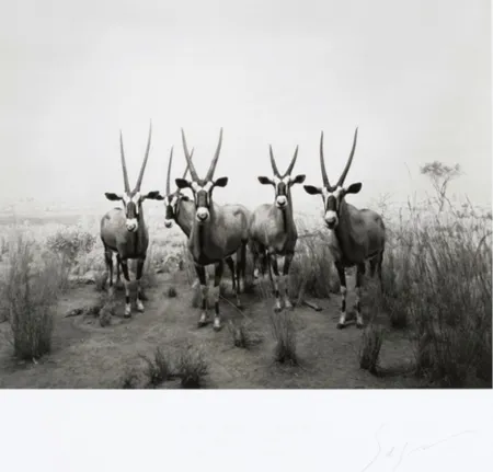 Offset Sugimoto - Gemsbok (End of Time exhibition poster)